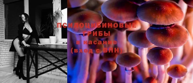 Галлюциногенные грибы Psilocybe  Конаково 